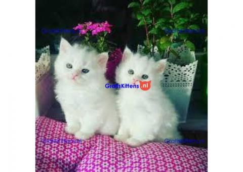 uitstekende Perzische kitten voor adoptie