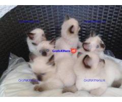 Klassieke Siamese Kittens -
