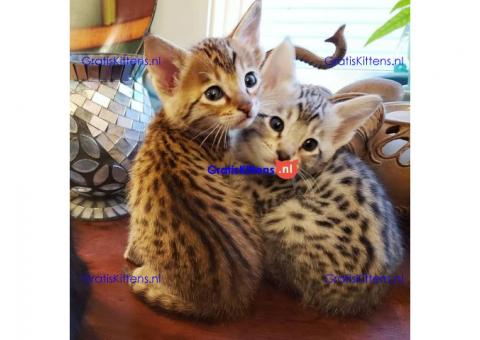 Kroon/spotted 5 Savannah kittens