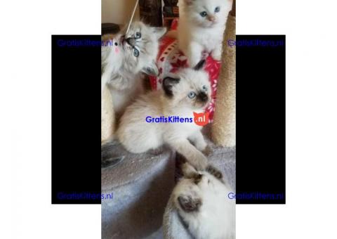 Prachtige Ragdoll-kittens,