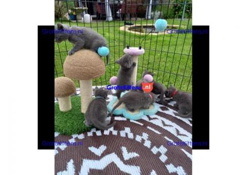 Prachtige Russische blauwe kittens,