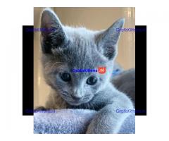 Prachtige Russische blauwe kittens,