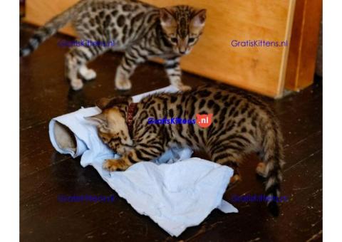 Mooie baby Bengaalse kittens,