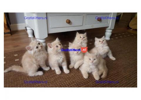 Mooie Perzische kittens,