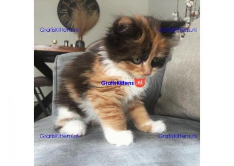 Prachtige Britse korthaar kittens,
