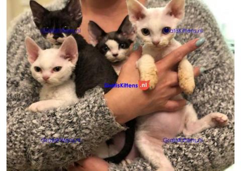 Prachtige Devon Rex-kittens.