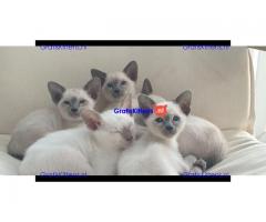 Prachtige Siamese kittens,