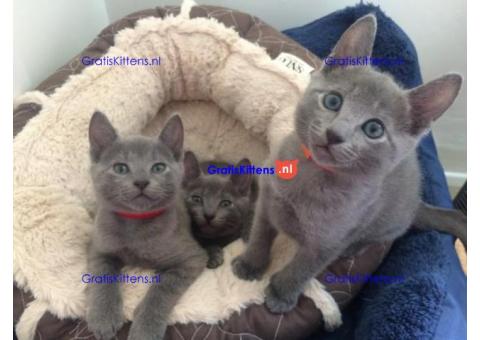Mooie Russische blauwe kittens