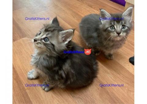 Maine coon kittens reu en teef