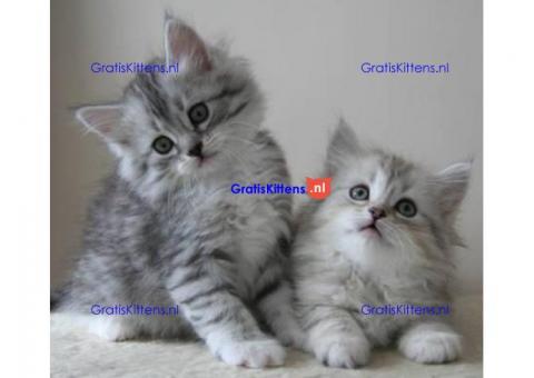 Geweldige kleine Siberische kittens