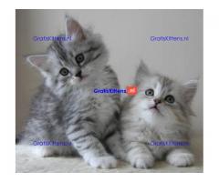 Geweldige kleine Siberische kittens