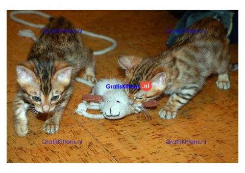 Thuis Opgevoed Bengalen Kittens