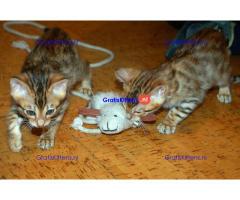 Thuis Opgevoed Bengalen Kittens
