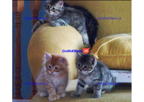 Prachtige en vriendelijke Maine Coon-kittens