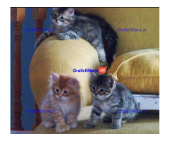 Prachtige en vriendelijke Maine Coon-kittens