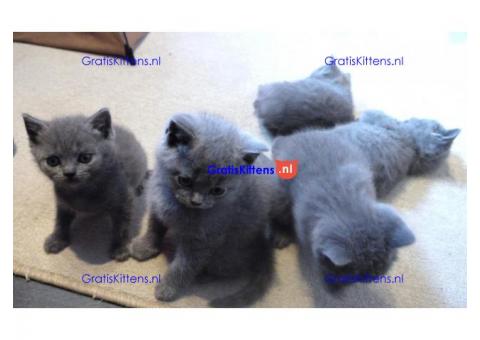 Thuis getrainde Britse korthaar kittens