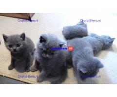 Thuis getrainde Britse korthaar kittens