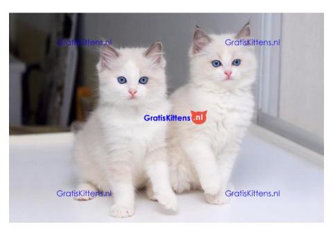 Familie Opgevoed en Lieve Ragdoll-kittens