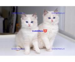 Familie Opgevoed en Lieve Ragdoll-kittens