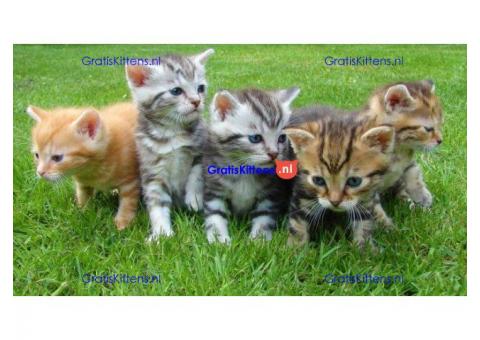 Gratis kitten(s) GEZOCHT/OPZOEK