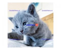Prachtige Russische blauwe kittens,