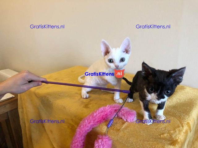 Prachtige Devon Rex-kittens.