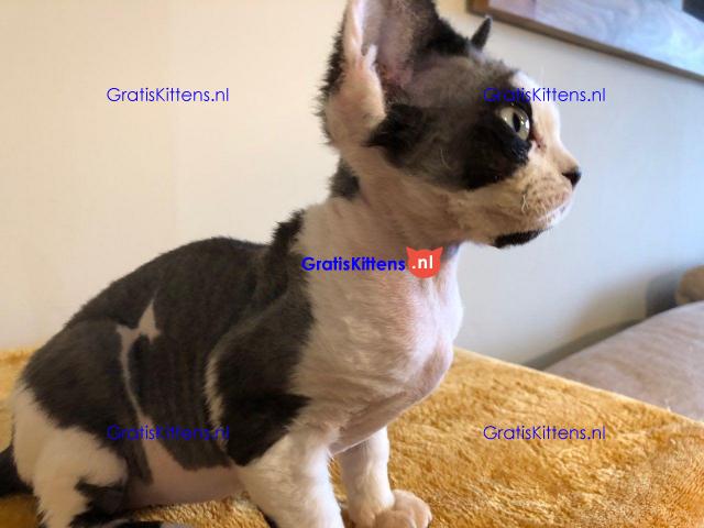 Prachtige Devon Rex-kittens.
