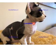 Prachtige Devon Rex-kittens.