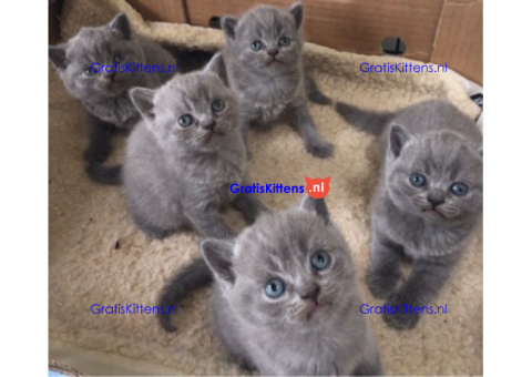 Schattige britse korthaar kittens