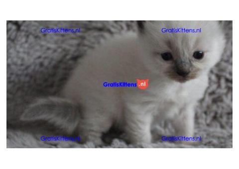 Raszuivere ragdoll kittens bleu en red point