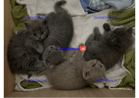 Leuke britse korthaar kittens