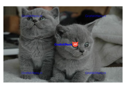 Schattige britse korthaar kittens