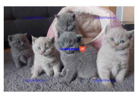 Leuke britse korthaar kittens