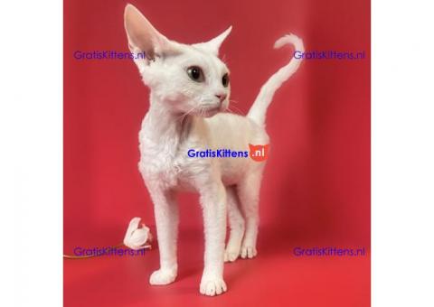 Devon Rex Kittens