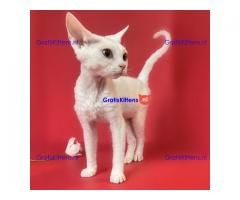 Devon Rex Kittens