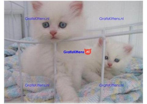Schattige Perzische kittens momenteel beschikbaar