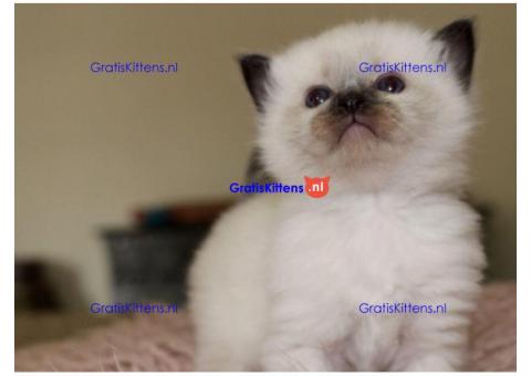 Thuis opgevoede Ragdoll-kittens