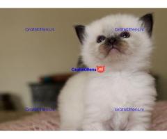 Thuis opgevoede Ragdoll-kittens