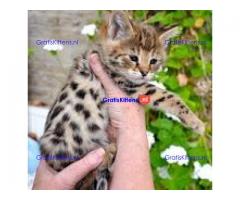 Mooie F2 Savannah Kittens beschikbaar