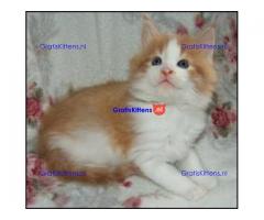 Maine Coon-kittens