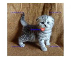 Schattige Munchkin-baby's te koop