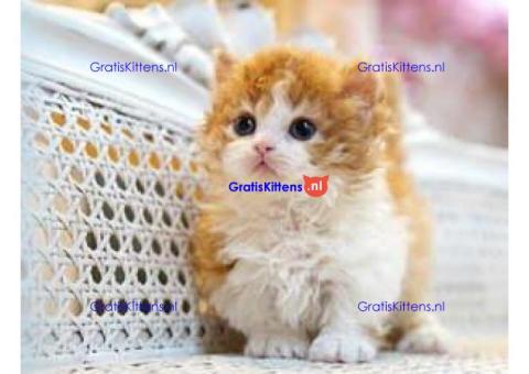 Munchkin-kittens te koop