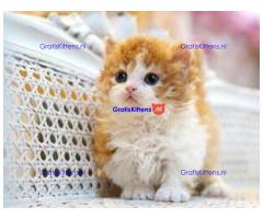 Munchkin-kittens te koop
