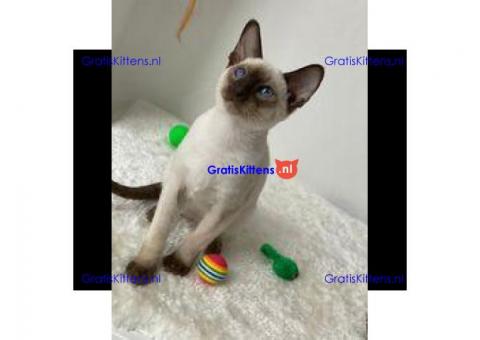 Kwaliteit Siamese kittens beschikbaar