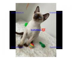 Kwaliteit Siamese kittens beschikbaar