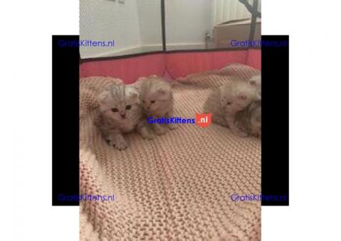 Schotse gevouwen kittens