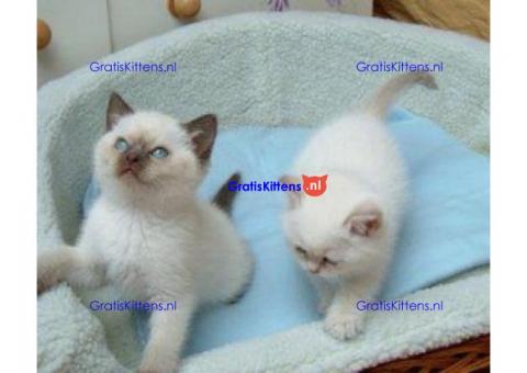 Mannelijke en vrouwelijke Ragdoll-kittens