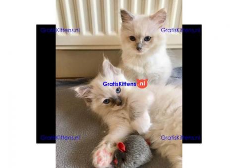 Ragdoll-kittens voor herplaatsing van zowel reuen als teven