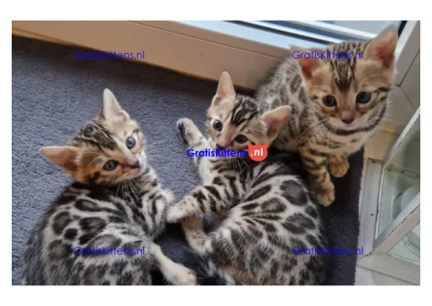 Bengaalse kittens