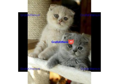 Britse Korthaar/Scottish Fold Blauw en Lilac kitten